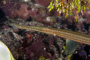 slides/_MG_6849_Edit.jpg American Shoals, Coral Sea Fans Rocks, Keys July 15-21 2011!, Trumpetfish _MG_6849_Edit