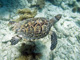 slides/CRW_8709_Edit.jpg Coral Sea Fans Rocks, Turtle, Underwater CRW_8709_Edit