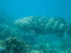 slides/CRW_8732.jpg Coral Sea Fans Rocks, Goliath Grouper, Underwater CRW_8732