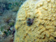 slides/IMG_8090_Edit.jpg Coral Sea Fans Rocks, Feather Duster Worm, Underwater IMG_8090_Edit