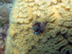 slides/IMG_8091_Edit.jpg Coral Sea Fans Rocks, Feather Duster Worm, Underwater IMG_8091_Edit