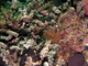 slides/IMG_8111_Edit.jpg Coral Sea Fans Rocks, Feather Duster Worm, Underwater IMG_8111_Edit