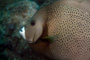 slides/_MG_6935_Edit.jpg Angelfish, Coral Sea Fans Rocks, Grey Angel, Underwater _MG_6935_Edit