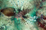 slides/_MG_6942_Edit.jpg Coral Sea Fans Rocks, Lionfish, Underwater _MG_6942_Edit