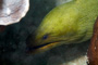 slides/_MG_6950_Edit.jpg Coral Sea Fans Rocks, Green Moray, Underwater _MG_6950_Edit