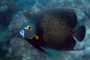 slides/_MG_6953_Edit.jpg Angelfish, Coral Sea Fans Rocks, French Angel, Underwater _MG_6953_Edit