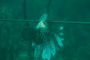 slides/_MG_6957.jpg Coral Sea Fans Rocks, Lionfish, Underwater _MG_6957