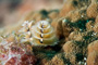 slides/_MG_6963_Edit.jpg Chrstmas Tree Worm, Coral Sea Fans Rocks, Underwater _MG_6963_Edit