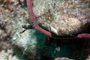 slides/_MG_6965_Edit.jpg Conch, Coral Sea Fans Rocks, Underwater _MG_6965_Edit