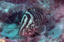 slides/_MG_6966_Edit.jpg Coral Sea Fans Rocks, Grouper, Underwater _MG_6966_Edit