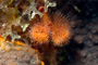 slides/_MG_6970_Edit.jpg Chrstmas Tree Worm, Coral Sea Fans Rocks, Underwater _MG_6970_Edit