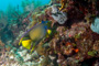 slides/_MG_6974_Edit.jpg Angelfish, Coral Sea Fans Rocks, Queen Angel, Underwater _MG_6974_Edit