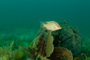 slides/_MG_6984.jpg Coral Sea Fans Rocks, Hogfish, Underwater _MG_6984