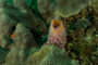 slides/_MG_6988.jpg Coral Sea Fans Rocks, Underwater _MG_6988