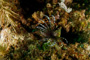 slides/_MG_6991.jpg Coral Sea Fans Rocks, Lionfish, Underwater _MG_6991