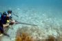 slides/_MG_7002_Edit.jpg Coral Sea Fans Rocks, Kyle, Snapper, Underwater _MG_7002_Edit