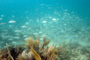 slides/_MG_7004_Edit.jpg Coral Sea Fans Rocks, Snapper, Underwater _MG_7004_Edit