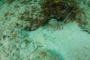 slides/_MG_7021.jpg Coral Sea Fans Rocks, Lobster, Underwater _MG_7021