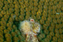 slides/_MG_7055.jpg Chrstmas Tree Worm, Coral Sea Fans Rocks, Underwater _MG_7055