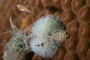 slides/_MG_7057.jpg Chrstmas Tree Worm, Coral Sea Fans Rocks, Underwater _MG_7057