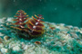 slides/_MG_7059.jpg Chrstmas Tree Worm, Coral Sea Fans Rocks, Underwater _MG_7059