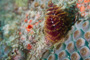 slides/_MG_7060.jpg Chrstmas Tree Worm, Coral Sea Fans Rocks, Underwater _MG_7060