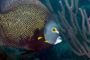 slides/_MG_7061_Edit.jpg Angelfish, Coral Sea Fans Rocks, French Angel, Underwater _MG_7061_Edit