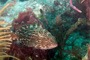 slides/_MG_7063_Edit.jpg Coral Sea Fans Rocks, Grouper, Underwater _MG_7063_Edit