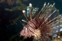 slides/_MG_7069_Edit.jpg Lionfish, Underwater _MG_7069_Edit