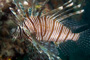 slides/_MG_7072_Edit.jpg Coral Sea Fans Rocks, Lionfish, Underwater _MG_7072_Edit