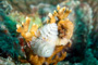 slides/_MG_7080_Edit.jpg Chrstmas Tree Worm, Coral Sea Fans Rocks, Underwater _MG_7080_Edit