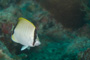 slides/_MG_7083.jpg Butterflyfish, Coral Sea Fans Rocks, Underwater _MG_7083