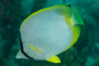 slides/_MG_7084.jpg Butterflyfish, Coral Sea Fans Rocks, Underwater _MG_7084