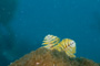 slides/_MG_7089.jpg Chrstmas Tree Worm, Coral Sea Fans Rocks, Underwater _MG_7089