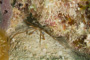 slides/_MG_7096.jpg Arrow Crab, Coral Sea Fans Rocks, Underwater _MG_7096