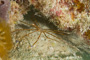 slides/_MG_7107.jpg Arrow Crab, Coral Sea Fans Rocks, Underwater _MG_7107