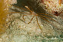 slides/_MG_7110.jpg Arrow Crab, Coral Sea Fans Rocks, Underwater _MG_7110