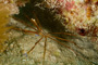 slides/_MG_7112.jpg Arrow Crab, Coral Sea Fans Rocks, Underwater _MG_7112