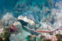 slides/_MG_7132_Edit.jpg Coral Sea Fans Rocks, Turtle, Underwater _MG_7132_Edit