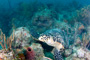 slides/_MG_7136_Edit.jpg Coral Sea Fans Rocks, Turtle, Underwater _MG_7136_Edit