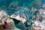 slides/_MG_7137_Edit.jpg Coral Sea Fans Rocks, Turtle, Underwater _MG_7137_Edit