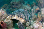 slides/_MG_7138_Edit.jpg Coral Sea Fans Rocks, Turtle, Underwater _MG_7138_Edit