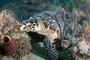 slides/_MG_7140_Edit.jpg Coral Sea Fans Rocks, Turtle, Underwater _MG_7140_Edit