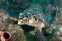 slides/_MG_7143_Edit.jpg Coral Sea Fans Rocks, Turtle, Underwater _MG_7143_Edit