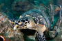 slides/_MG_7144_Edit.jpg Coral Sea Fans Rocks, Turtle, Underwater _MG_7144_Edit