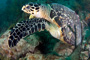 slides/_MG_7146_Edit.jpg Coral Sea Fans Rocks, Turtle, Underwater _MG_7146_Edit