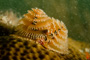 slides/_MG_7163.jpg Chrstmas Tree Worm, Coral Sea Fans Rocks, Underwater _MG_7163