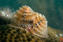 slides/_MG_7163_Edit.jpg Chrstmas Tree Worm, Coral Sea Fans Rocks, Underwater _MG_7163_Edit