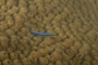 slides/_MG_7188.jpg Coral Sea Fans Rocks, Neon Goby, Underwater _MG_7188