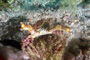 slides/_MG_7235_Edit.jpg Coral Sea Fans Rocks, Crab, Underwater _MG_7235_Edit